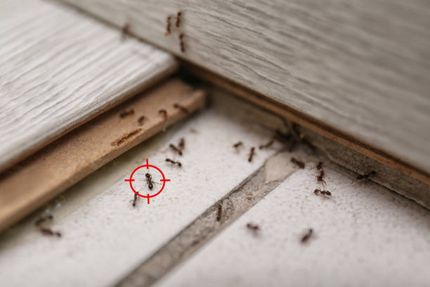 Best Affordable Pest Control Services  in Loxley, AL