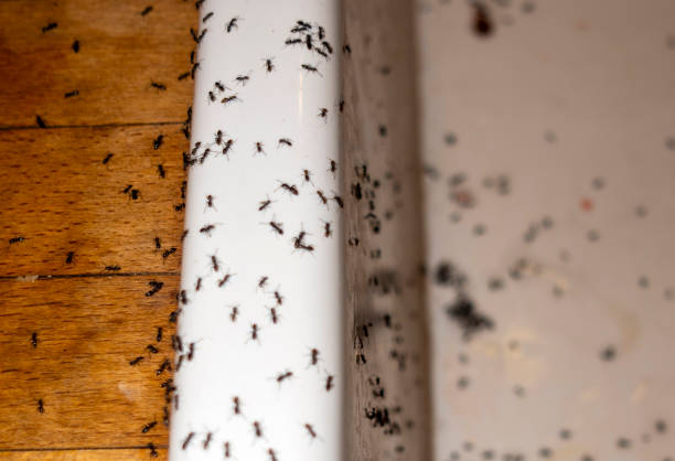 Best Affordable Pest Control Services  in Loxley, AL