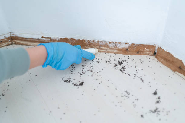 Professional Pest Control in Loxley, AL